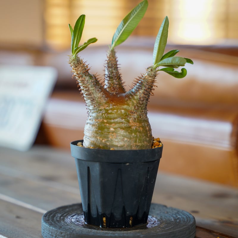 パキポディウム グラキリス-PG266 | Supervoid Caudex