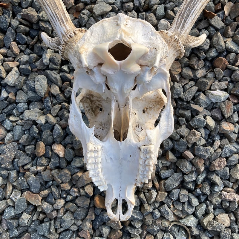 鹿／角・頭蓋骨／ハンティングトロフィー | 長州ジビエ団ECサイト
