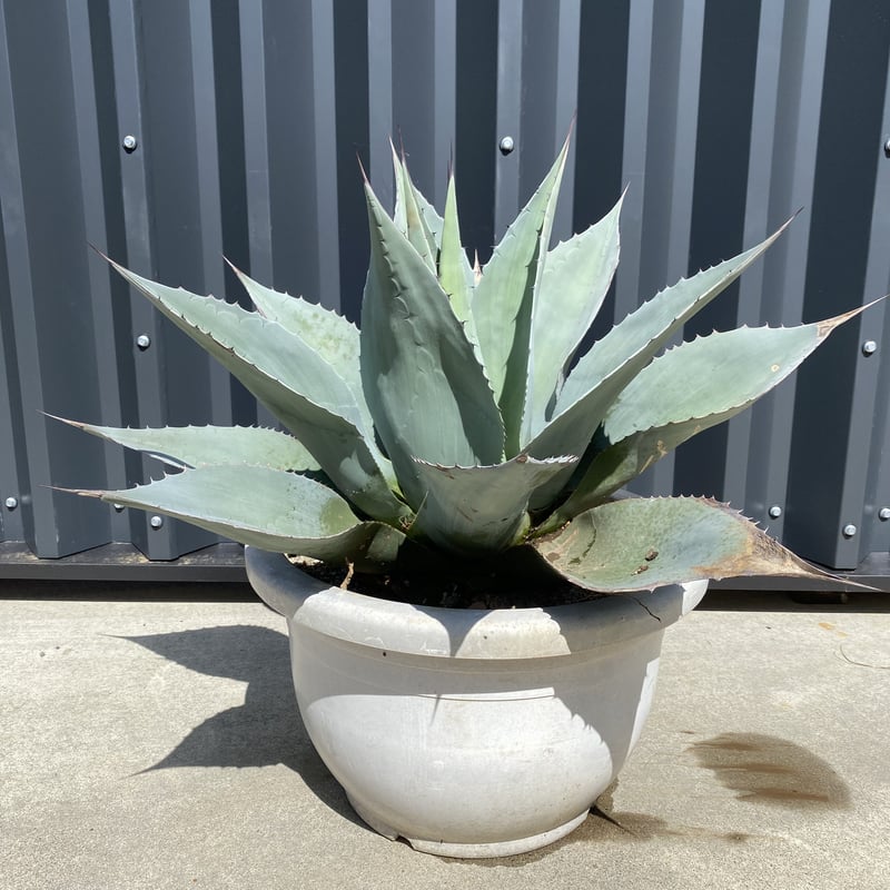 Agave ovatifolia】アガベ・オバティフォリア | ACE GARAGE 8 -