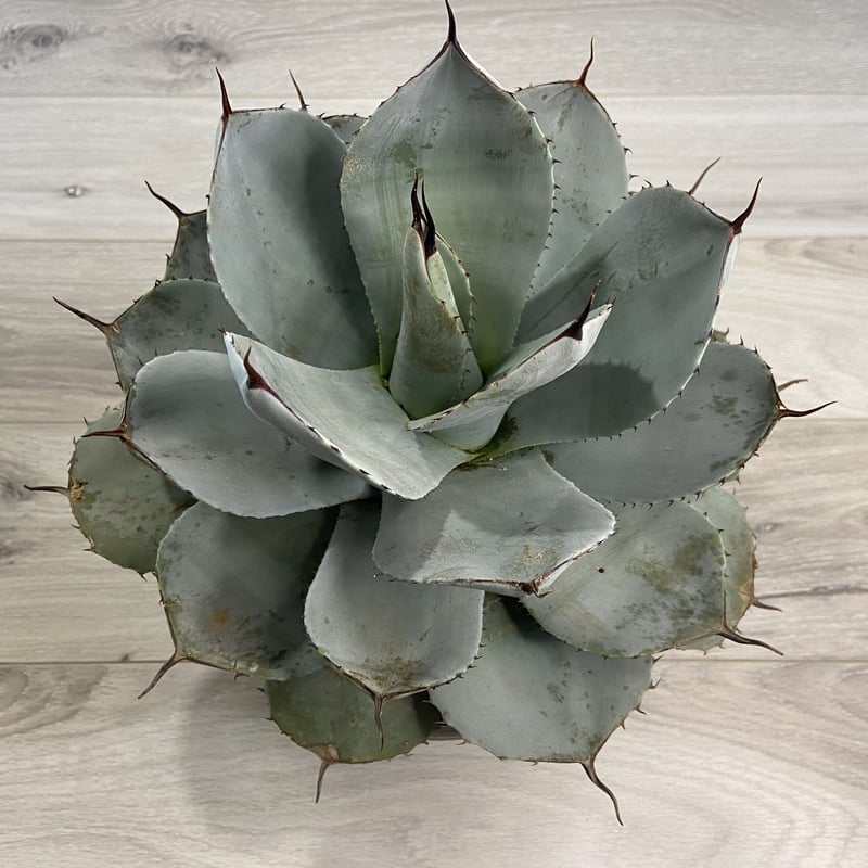 Agave parryi ssp. parryi】アガベパリーパリー | ACE GARAG
