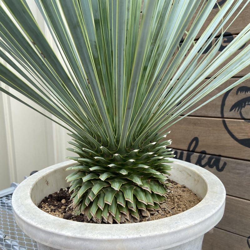 Yucca rostrata】ユッカ・ロストラータ | ACE GARAGE 8 - BAC
