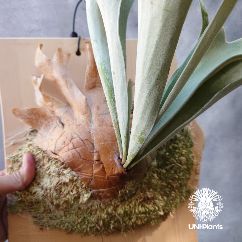 ビカクシダ ベイチー ワイルド Patycerium veitchii wild コウモリラン