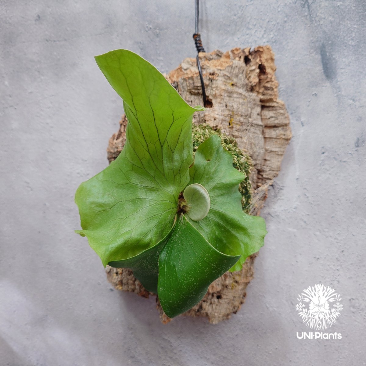 Platycerium Neptune (pup) ビカクシダ ネプチューン ビカクシダエレ