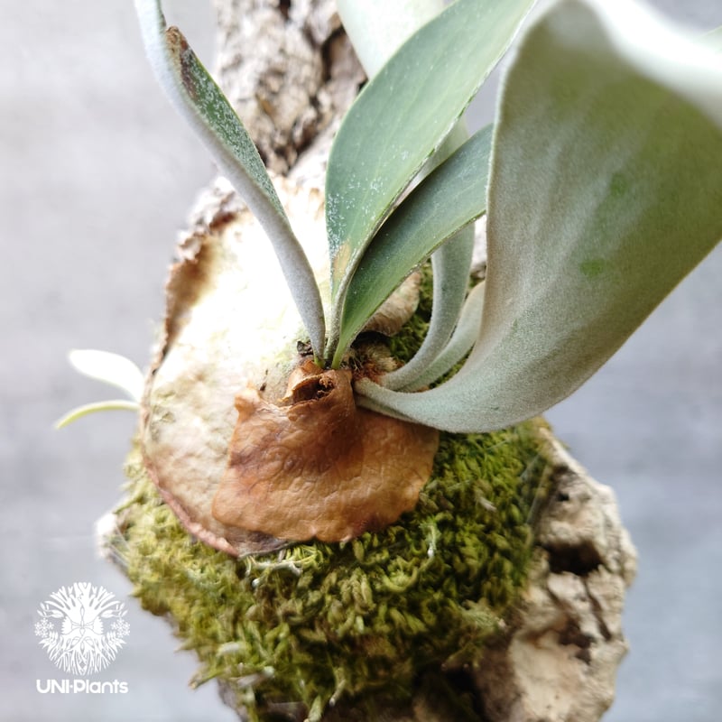 ビカクシダ ベイチー Patycerium veitchii コウモリラン ビカクシダ