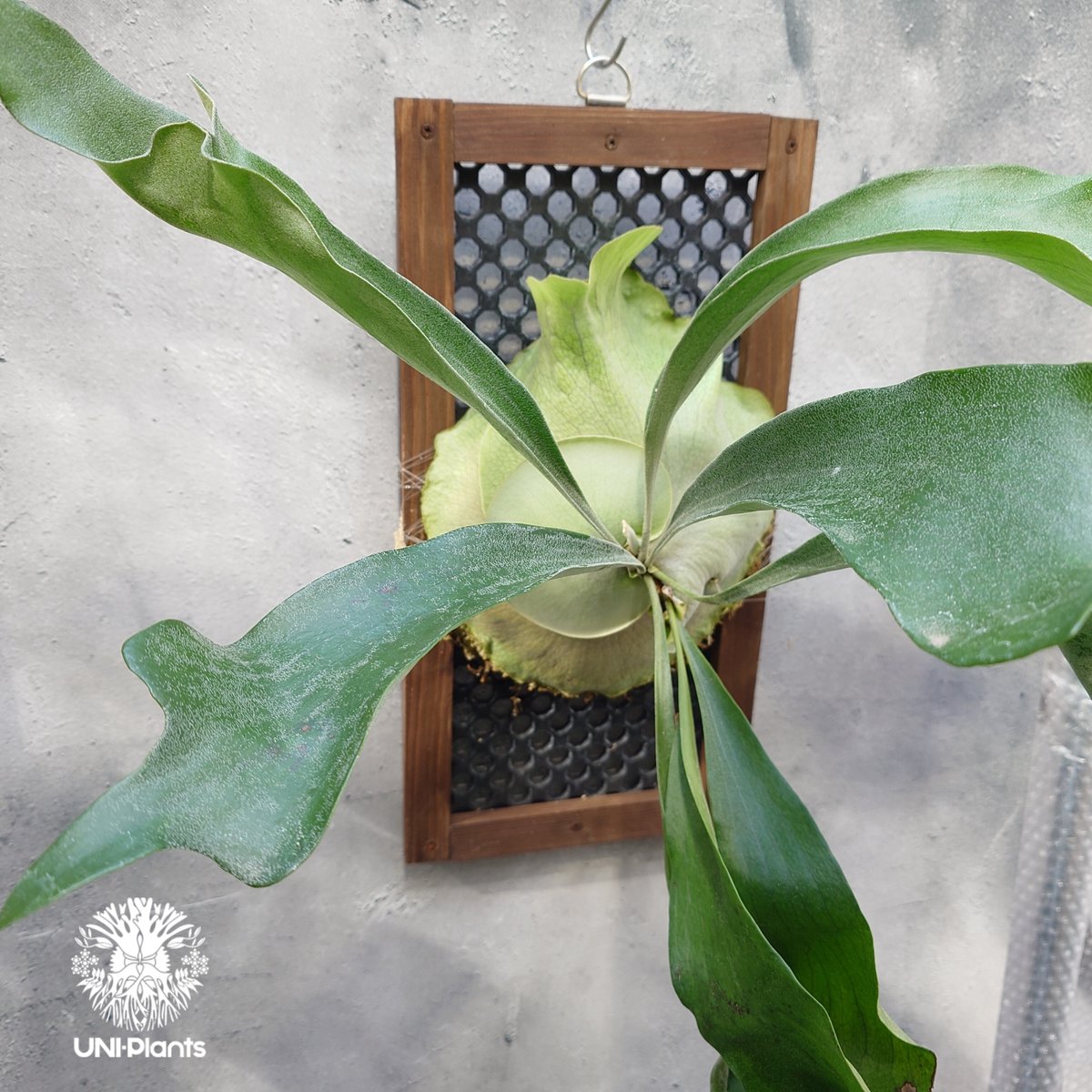 ビカクシダ アルシコルネ Platycerium alcicorne ビカクシダ原種 シダ