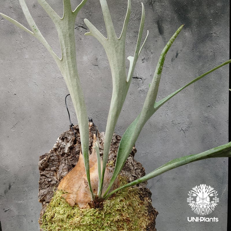 ビカクシダ ベイチー Platycerium veitchii コウモリラン ビカクシダ