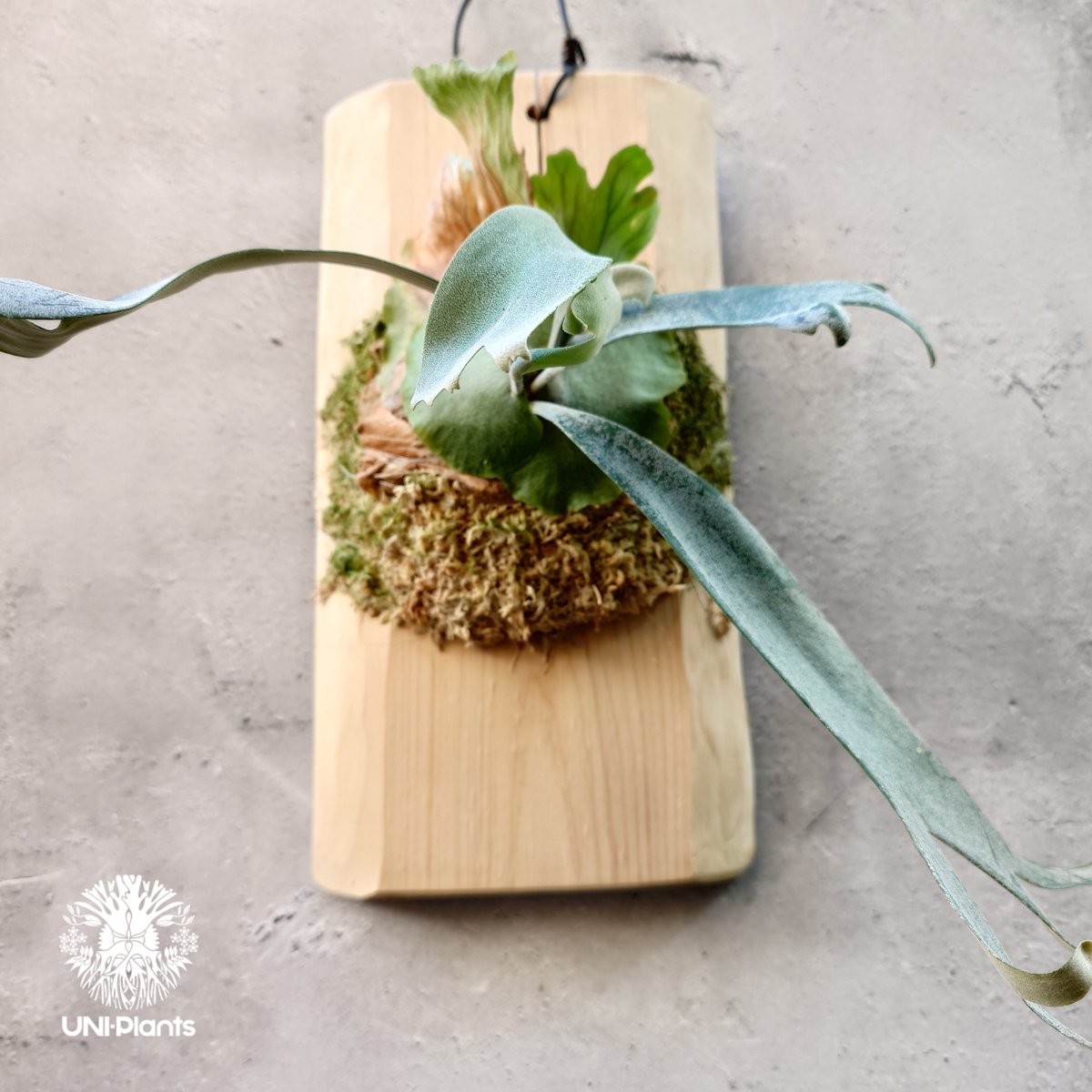 Platycerium willinckii wild East Java (pup) ビカク