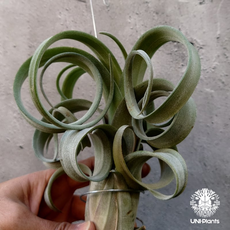 Tillandsia Curly slim チランジア カーリースリム Hybrid-Till