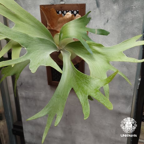 ビカクシダビフルカツム | STORES