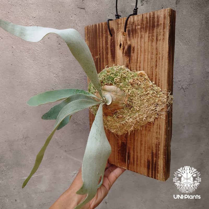 Patycerium veitchii wild（pup）ビカクシダ ベイチー ワイルド ビカ