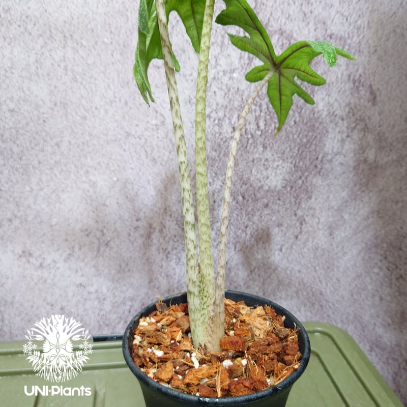 Alocasia jacklyn アロカシア ジャクリン アロカシアジャックリン 観葉