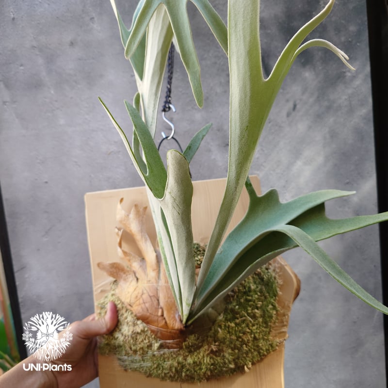 ビカクシダ ベイチー ワイルド Patycerium veitchii wild コウモリラン