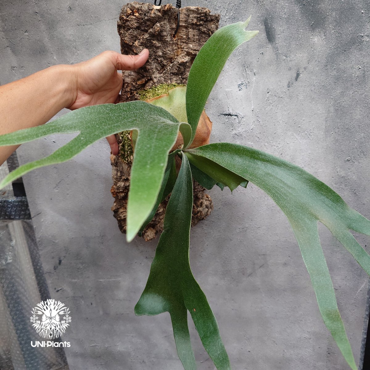 Platycerium sp.(mix spore) ビカクシダ ミックススポア ビカクシダ