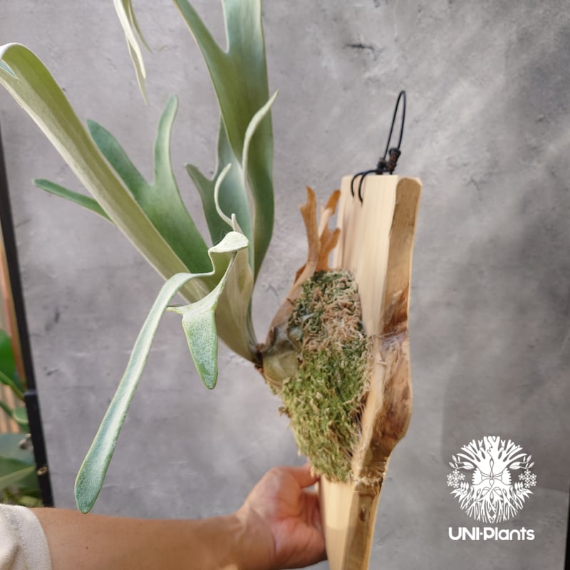 ビカクシダ ベイチー ワイルド オーストラリア 子株 板付け ビカクシダ