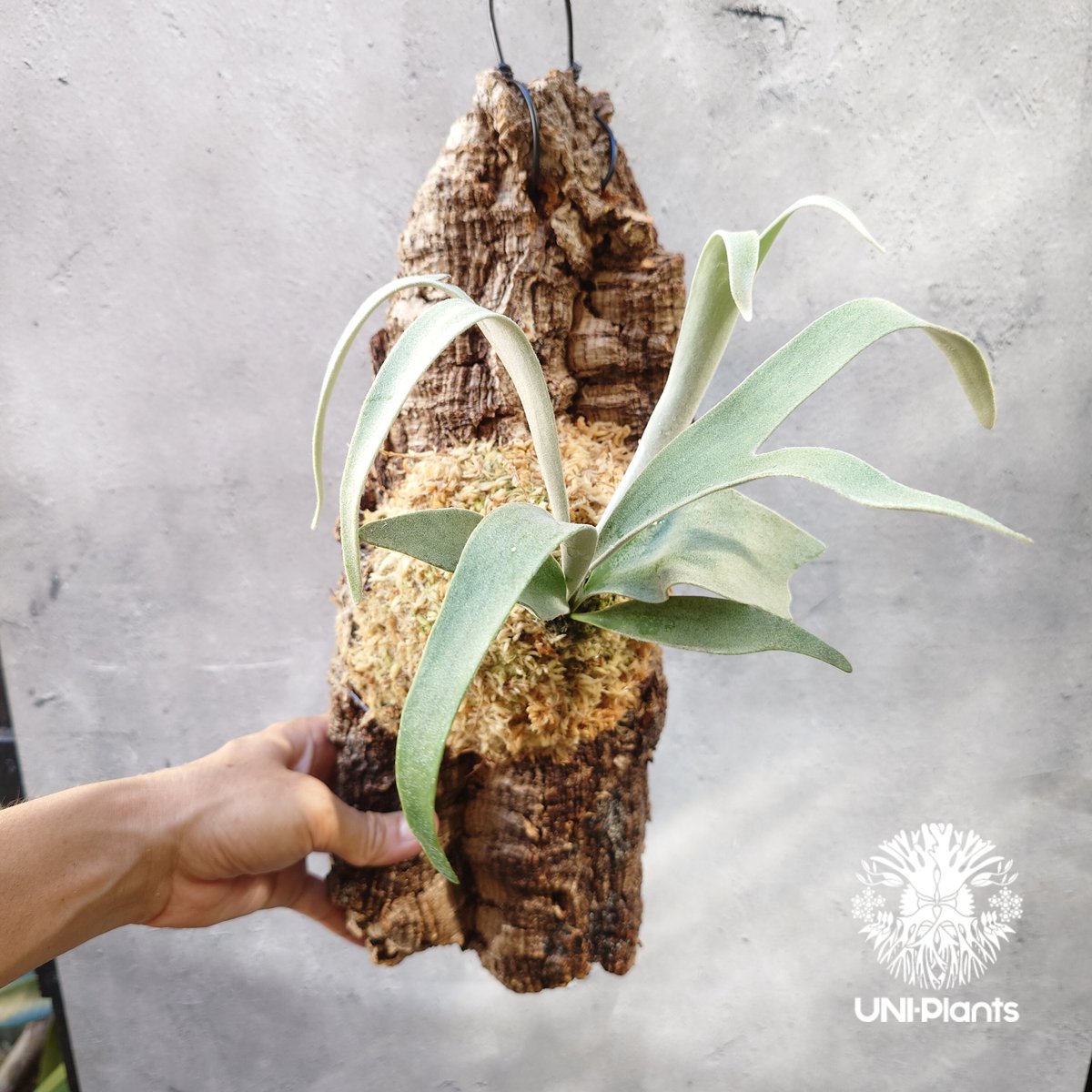 ビカクシダ ベイチー Patycerium veitchii コウモリラン ビカクシダ