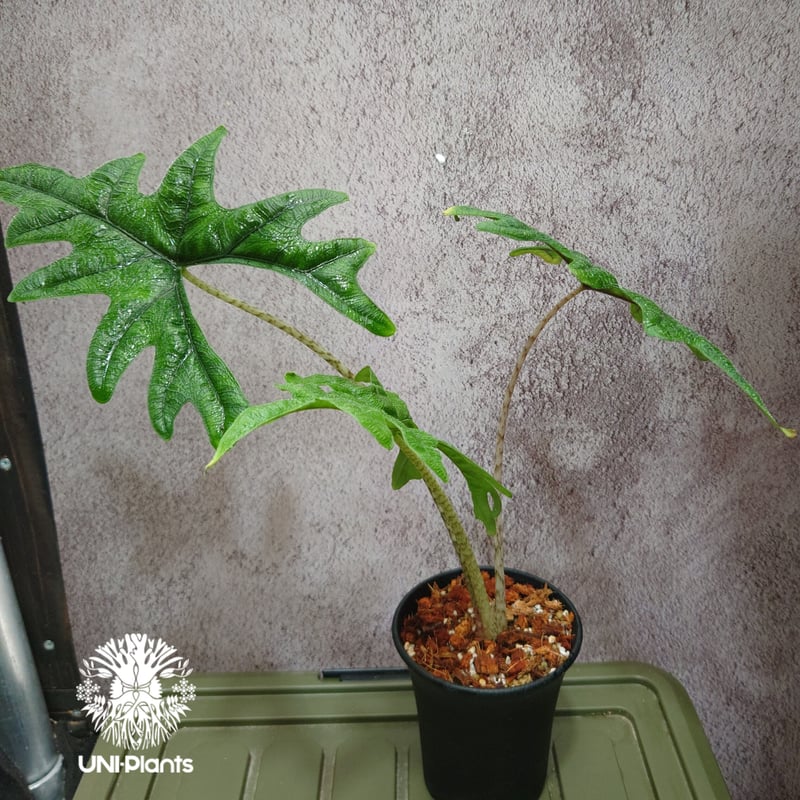 Alocasia jacklyn アロカシア ジャクリン アロカシアジャックリン 観葉