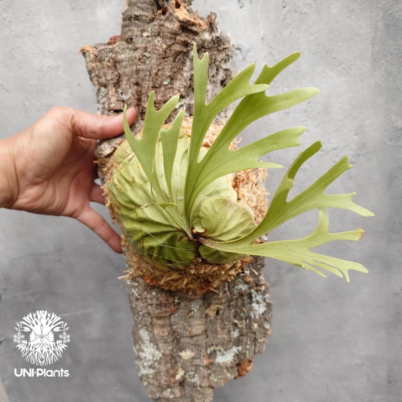 Platycerium ridleyi Pakarang ビカクシダ リドレイ パカラン ビカ