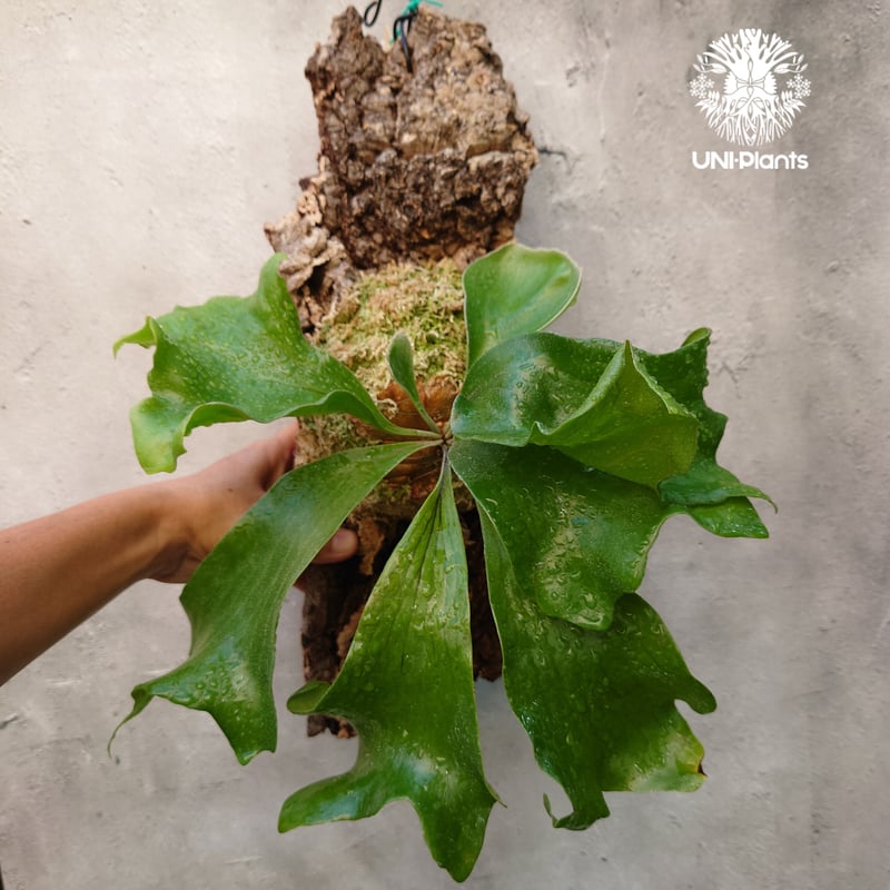 ビカクシダ ヒリードラゴン Platycerium hillii cv.Dragon コウモリ