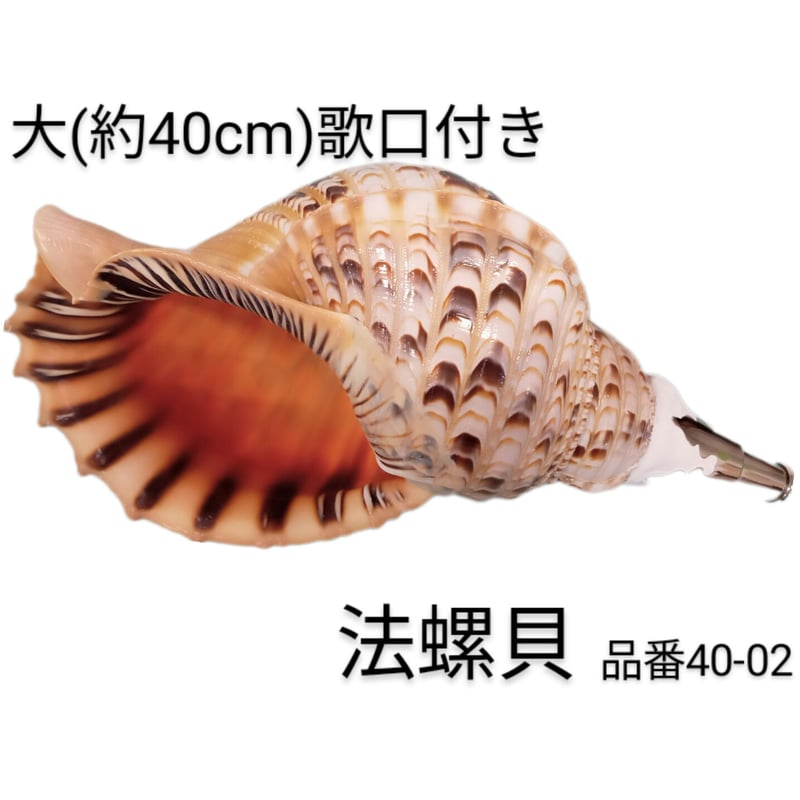 法螺貝 大 約40cm 歌口付き 品番40-02 | 多田商店 法螺貝と和装の専門店