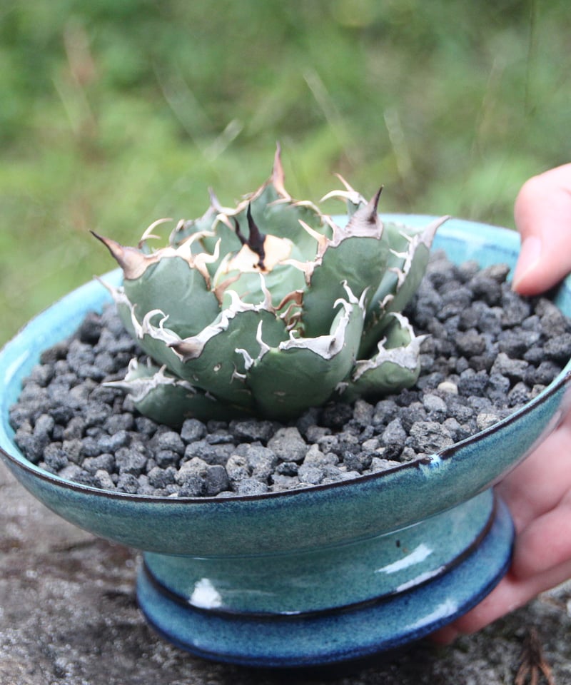 valiem × plants by frame 別注鉢 Mサイズ | plants by f