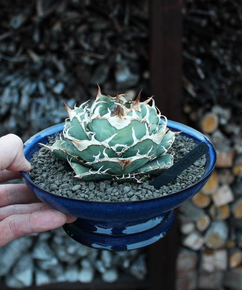 valiem×frame 別注鉢 | plants by frame