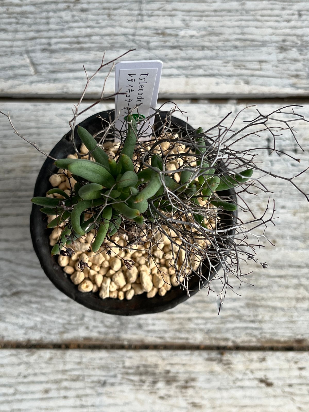 チレコドン レティキュラータス（万物想） | Hanayoshi