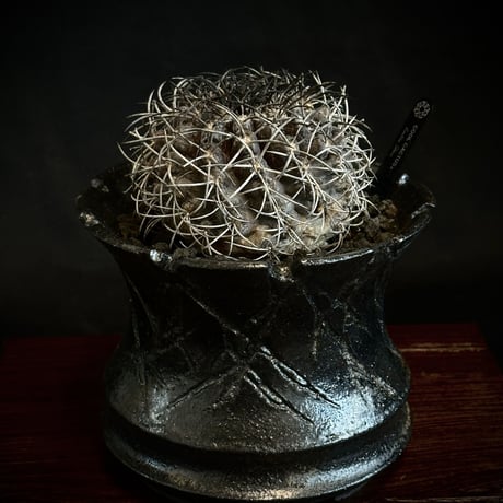 コピアポアグリセオビオラセア | STORES