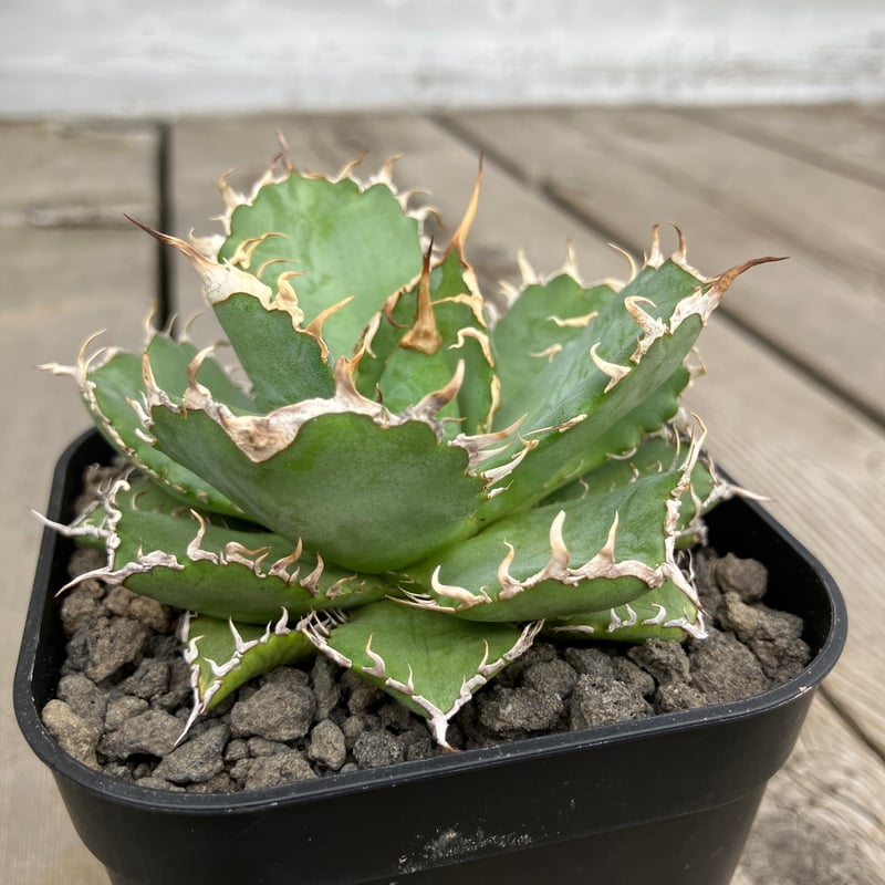 2096：アガベ チタノタ フィリグリー 180【U-A】 | Home&Plants