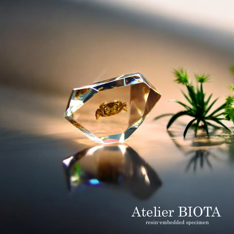 カニ類樹脂封入標本 C (木製標本箱入り) | Atelier BIOTA