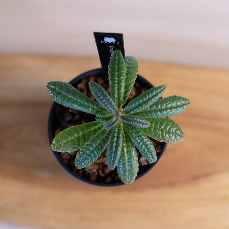 ドルステニア ギガス / Dorstenia gigas | 塊根植物 小苗専門店 konae