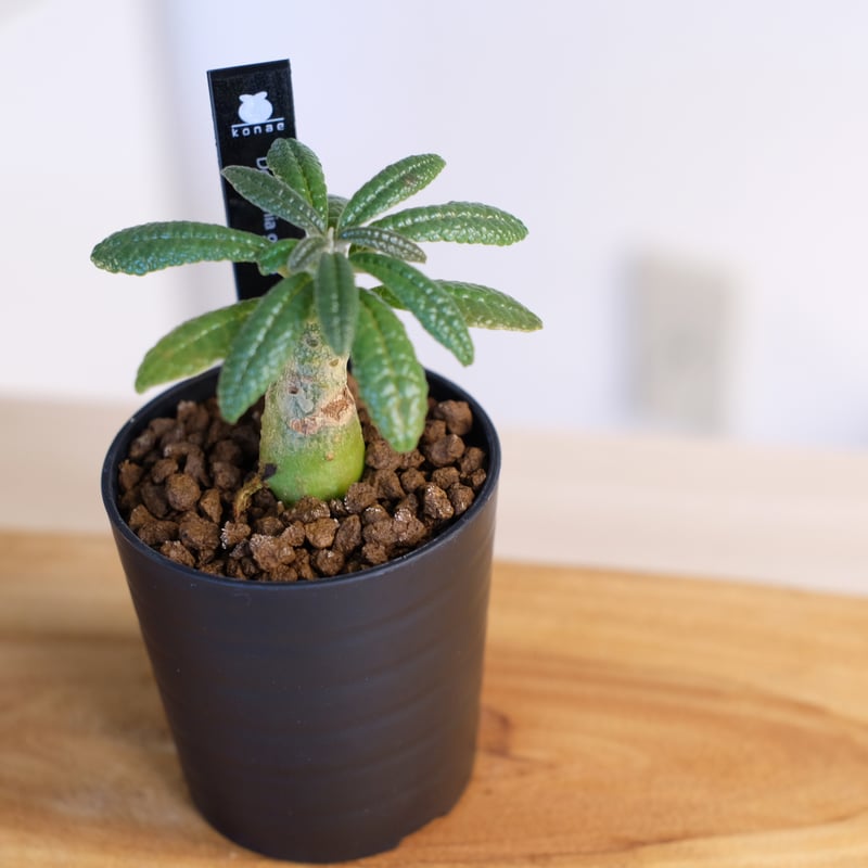 ドルステニア ギガス / Dorstenia gigas | 塊根植物 小苗専門店 konae