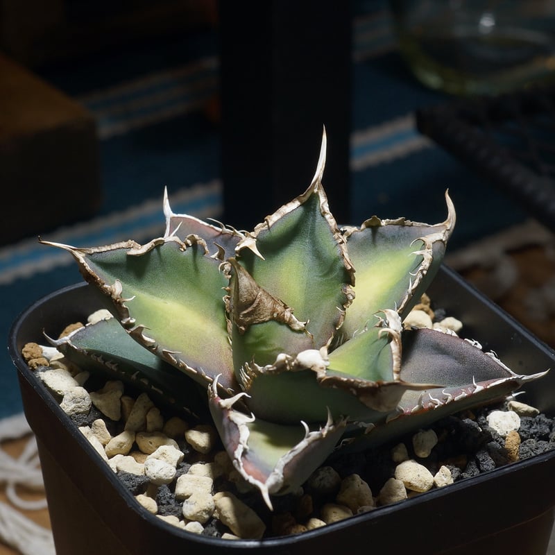 アガベ チタノタ 緑幽霊 / GG-07 | アガベ専門店 モンスターハウス