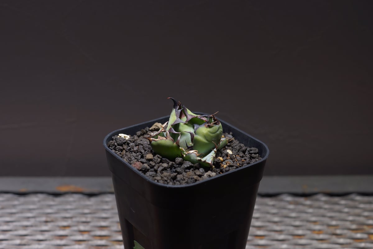 アガベ チタノタ ブラックアンドブルー/bb-25 | アガベ専門店