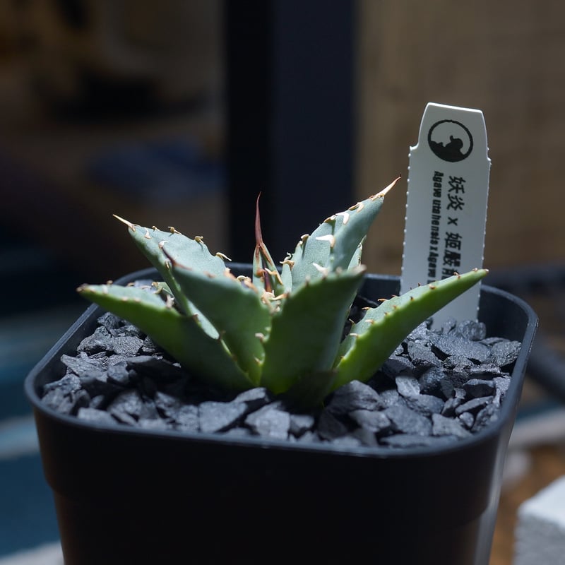 アガベ ハイブリッド 妖炎×姫厳竜/ Y×H-13 | アガベ専門店 モンスター
