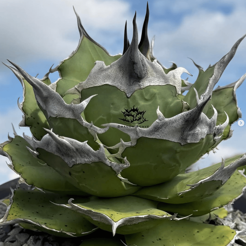 アガベ チタノタ Dennis 040 キングアーサー/ Dragon Agave産 D04