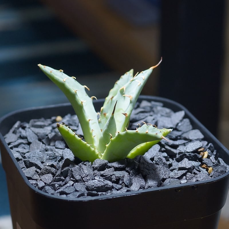 アガベ ハイブリッド 妖炎×姫厳竜/ Y×H-09 | アガベ専門店 モンスター