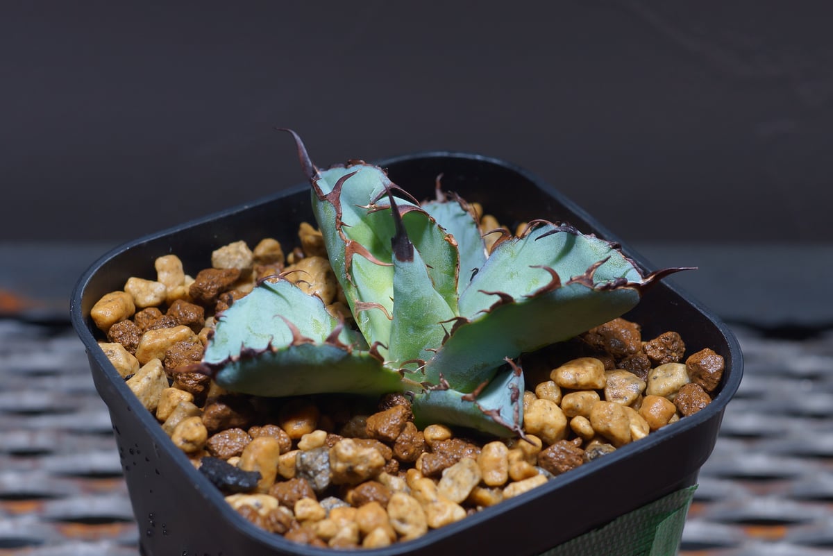 アガベ チタノタ ブラックアンドブルー/bb-20 | アガベ専門店