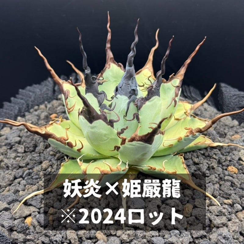 アガベ ハイブリッド 妖炎×姫厳竜/ Y×H-16 | アガベ専門店 モンスター