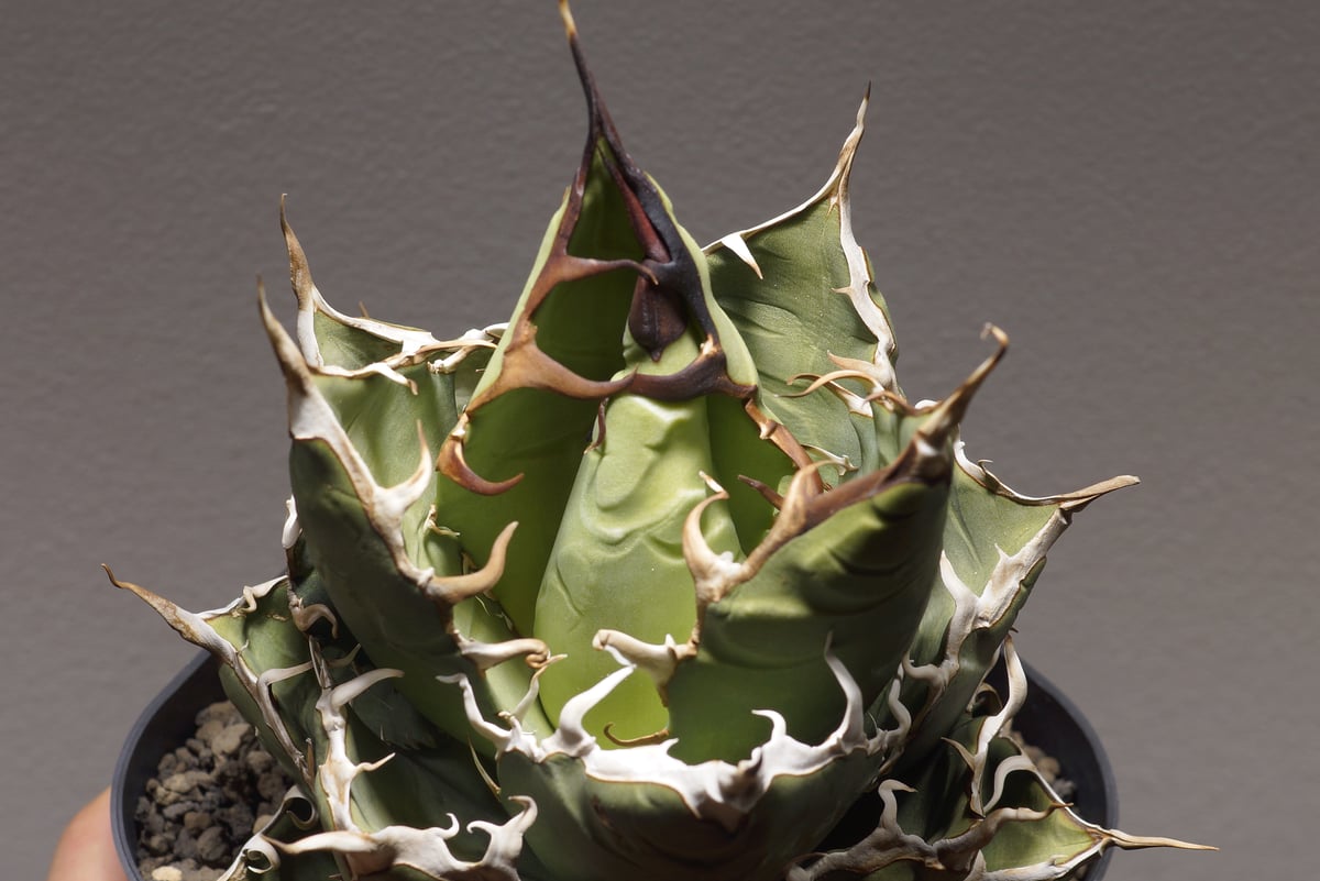 アガベ オアハカ オテロイ/ 親株 ox-08 | アガベ専門店 モンスターハウス