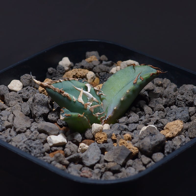 アガベ オテロイ FO-76/子株 F-21 | アガベ専門店 モンスターハウス