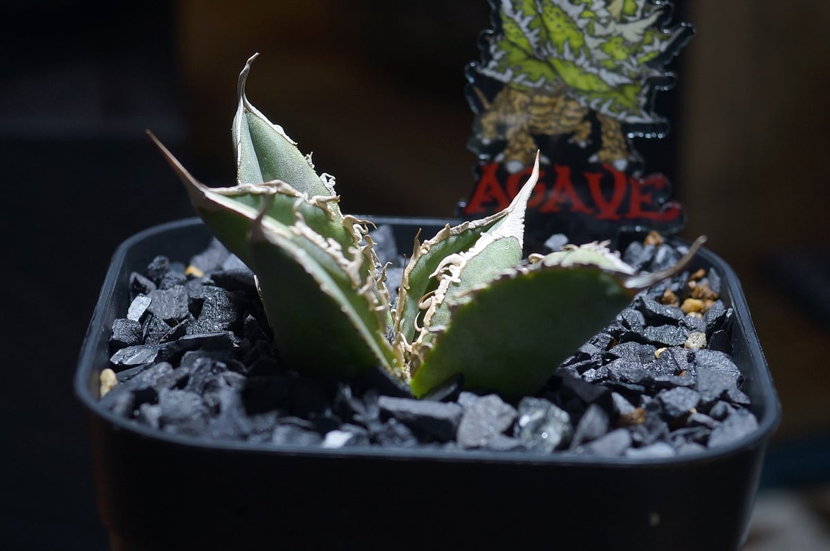 アガベ チタノタ X犀牛/ Dragon Agave産 xr-01 | アガベ専門店 モンス