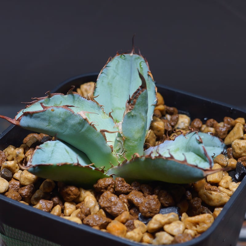 アガベ チタノタ ブラックアンドブルー/bb-19 | アガベ専門店