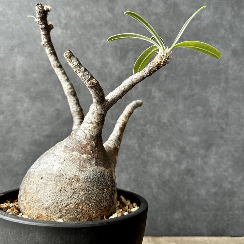 パキポディウム グラキリス【L】現地球/発根済 PGL-12 | Laule'a PLANTS