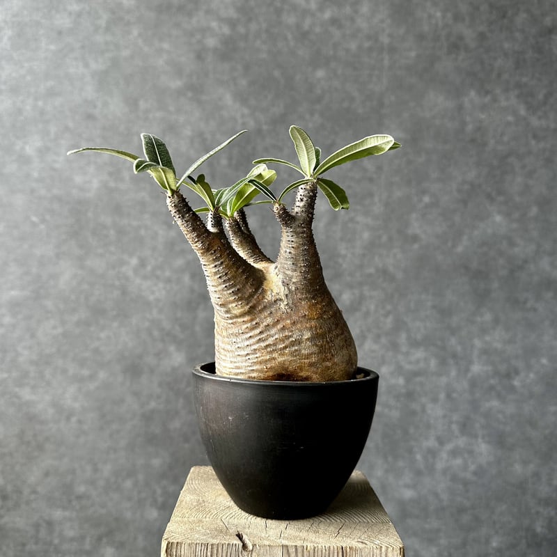 パキポディウム グラキリス【S】現地球/発根済み PGS-1 | Laule'a PLANTS