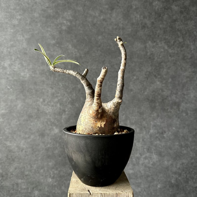 パキポディウム グラキリス【L】現地球/発根済 PGL-12 | Laule'a PLANTS