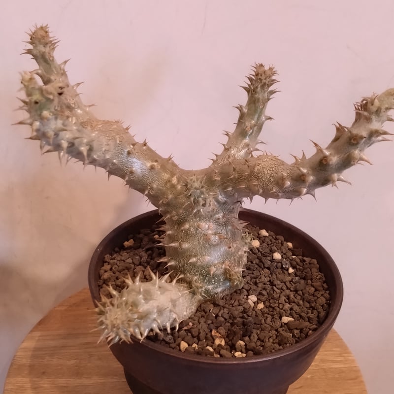 パキポディウム伊藤ハイブリッド | はなつみ