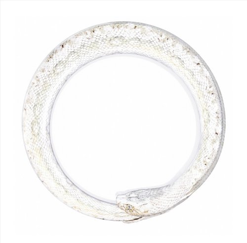 完全感覚Dreamer(初回限定盤) | ONE OK ROCK | オリコンニュース