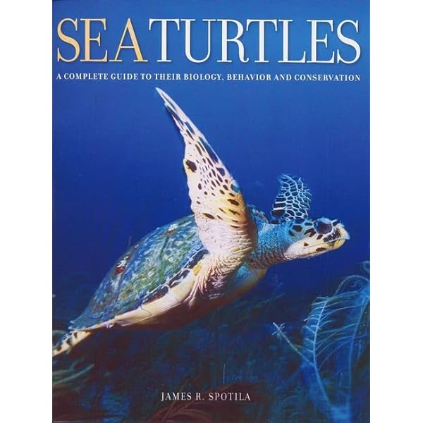 トビオリウミガメ dvd Amazon.co.jp: タートル [DVD] : アカウミガメ