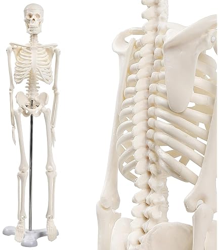 Amazon.co.jp: 医療科学模擬骨大腿骨脛骨モデル - 医療整形外科