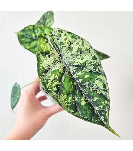 Amazon｜アンスリウム 交配種, ベッセアエ × デビリス × ドリーム